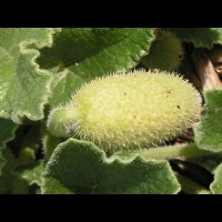 Cornichon d'ane, Concombre a ressort, Ecballium elaterium (Cucurbitacees) (Mediterranee) (4)